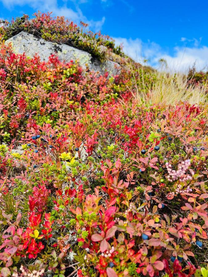Flott Leilighet Pa Haugen I Sirdal Tjorhom Dış mekan fotoğraf