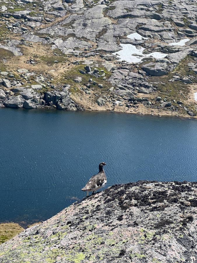 Flott Leilighet Pa Haugen I Sirdal Tjorhom Dış mekan fotoğraf